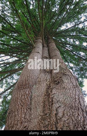 Sapin de Douglas (Pseudotsuga menziesii) - regardant vers le ciel le long d'un tronc à plusieurs tiges jusqu'à la pulvérisation de branches rayonnant comme des côtes d'un parapluie. Banque D'Images