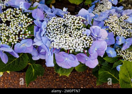 Blue Hydrangea macrophylla 'Zorro' , une hortensia de lacecap vigoureuse à RHS Garden, sagement, Surrey, sud-est de l'Angleterre en été Banque D'Images