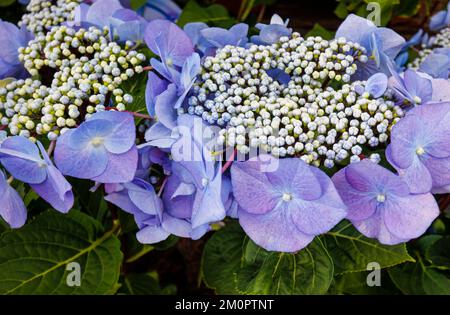 Blue Hydrangea macrophylla 'Zorro' , une hortensia de lacecap vigoureuse à RHS Garden, sagement, Surrey, sud-est de l'Angleterre en été Banque D'Images