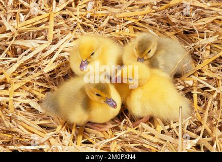 CANARD MUSCOVY - canettes entassés dans la paille Banque D'Images