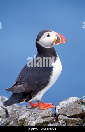 PUFFIN - C/U DEBOUT SUR LE ROCHER Banque D'Images