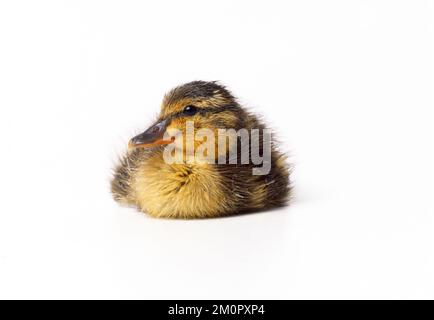 CANARD - Canard colvert caneton: 12 heures Banque D'Images