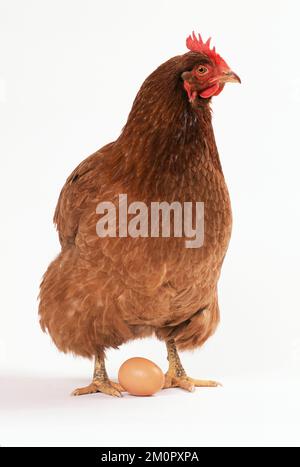 POULET - avec un œuf Banque D'Images