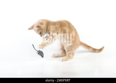 CAT. un chaton de tabby de crème en train de piller avec une souris en peluche Banque D'Images