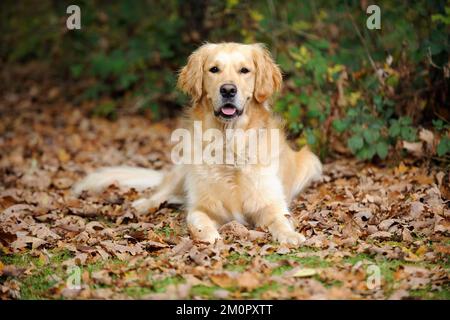 CHIEN. Golden Retriever dans les feuilles Banque D'Images