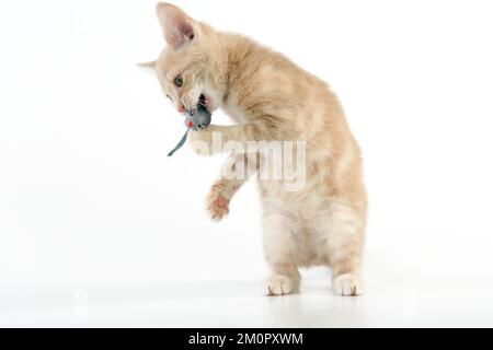 CAT. un chaton de tabby de crème en train de piller avec une souris en peluche Banque D'Images