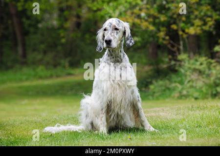 CHIEN. Un anglais assis Banque D'Images