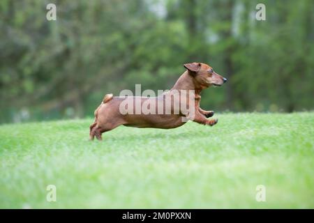 Chien - Dachshund miniature à poil court - course à pied Banque D'Images