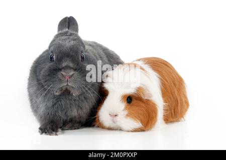 LAPIN et COBAYE - lapin nain assis avec cobaye Banque D'Images