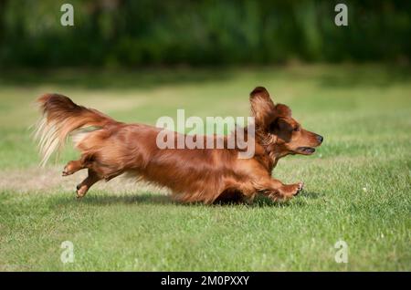 CHIEN - Tachshund miniature à poil long dans le jardin Banque D'Images
