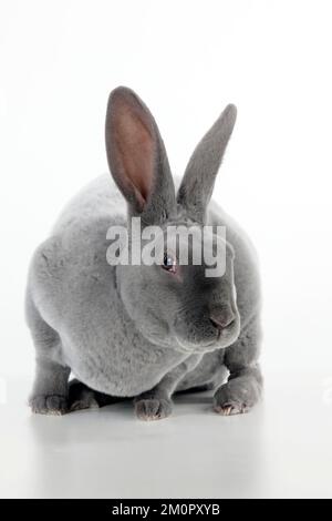 LAPIN - Blue rex Banque D'Images