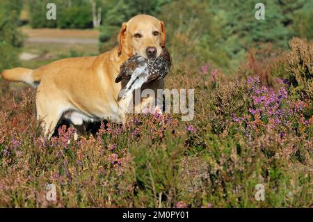 CHIEN. Jaune labrador tenant le tétras dans la bouche marchant Banque D'Images