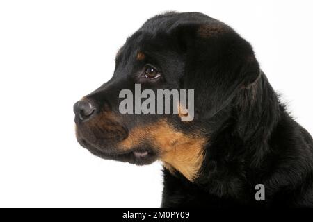 CHIEN - Bullmastiff ou rottweiler Banque D'Images