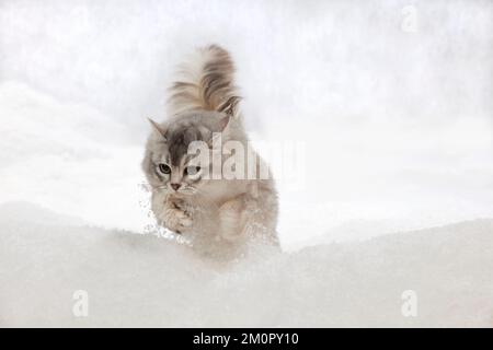 CHAT - Tiffanie chat saut dans la neige Banque D'Images