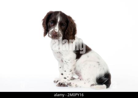 CHIEN - chiot spaniel springer anglais (8 semaines) Banque D'Images