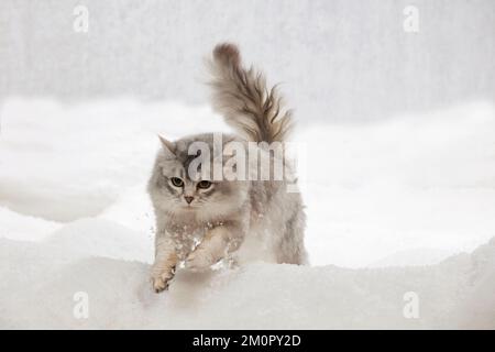 CHAT - Tiffanie chat saut dans la neige Banque D'Images