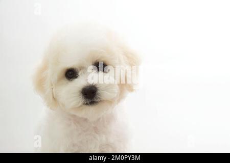 Chien - Bichon Frise Banque D'Images