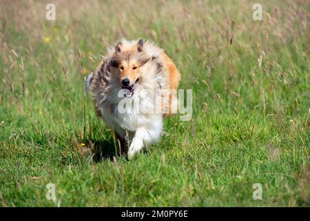 Chien Grené Collie Banque D'Images