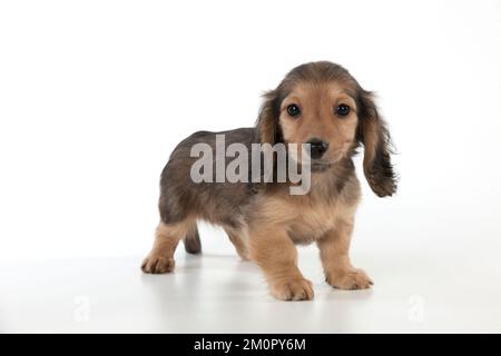 Chien Dachshund (miniature à poil long) chiot de 10 semaines Banque D'Images