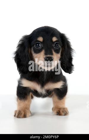 Chien Dachshund (miniature à poil long) chiot de 10 semaines Banque D'Images