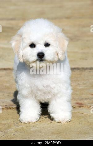 Chien - Bichon Frise Banque D'Images