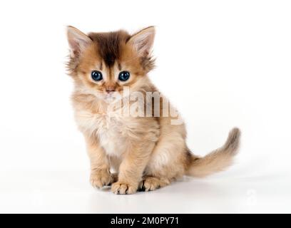 CAT. Chaton somalien sorrel ( 6 semaines ) Banque D'Images