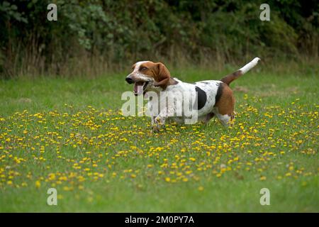 CHIEN et chien chien courant dans un champ Banque D'Images