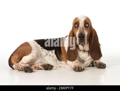 Basset Hound Dog Banque D'Images