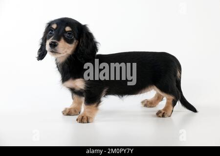 Chien Dachshund (miniature à poil long) chiot de 10 semaines Banque D'Images