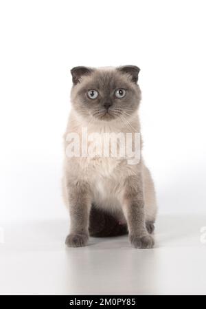 Chat Scottish Fold Banque D'Images