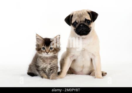 CHIEN. Chiot et chaton PUG Banque D'Images