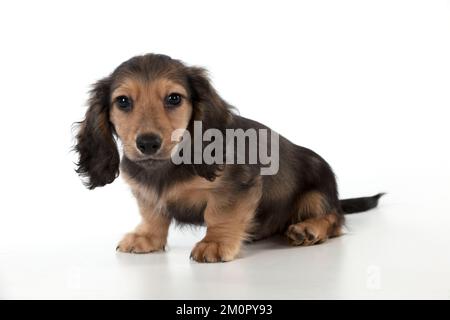 Chien Dachshund (miniature à poil long) chiot de 10 semaines Banque D'Images
