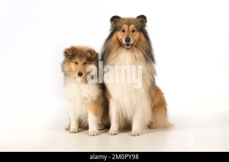 Chien Grené Collie adulte et chiot Banque D'Images