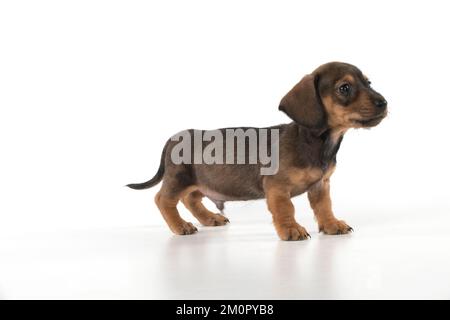 Chien miniature Dachshund chiot de 7 semaines Banque D'Images