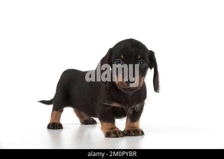 Chien miniature Dachshund chiot de 7 semaines Banque D'Images