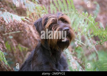 Chien Allemand pointeur à poil dur dans les bois d'automne Banque D'Images