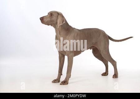 Chien Weimaraner Banque D'Images