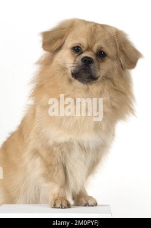 CHIEN. Épagneul tibétain, studio Banque D'Images