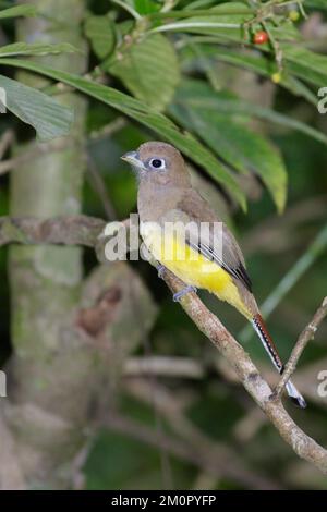 trogon à gorge noire ou à ventre jaune (Trogon rufus) femelle dans la forêt tropicale, péninsule d'Osa, Puntarenas, Costa Rica. Banque D'Images