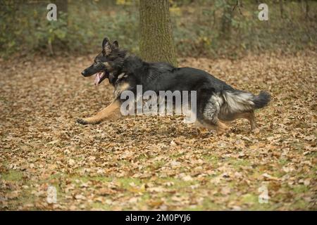 CHIEN. Berger allemand, courant dans les feuilles d'automne Banque D'Images
