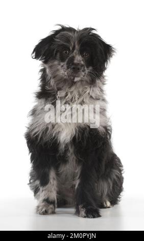 CHIEN. Chiot de berger pyrénéen ( 6 mois ) Banque D'Images