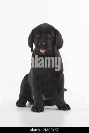 CHIEN. Black Labrador puppy assis, studio ( 9 semaines Banque D'Images