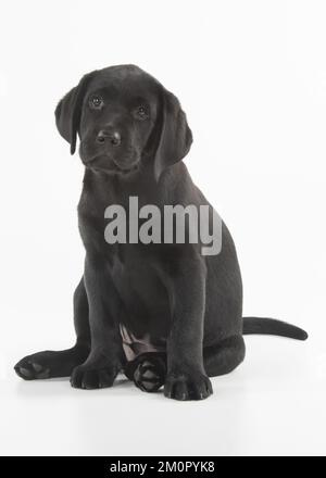 CHIEN. Black Labrador puppy assis, studio ( 9 semaines Banque D'Images