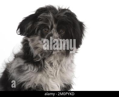 CHIEN. Chiot de berger pyrénéen ( 6 mois ) Banque D'Images