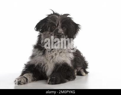 CHIEN. Chiot de berger pyrénéen ( 6 mois ) Banque D'Images