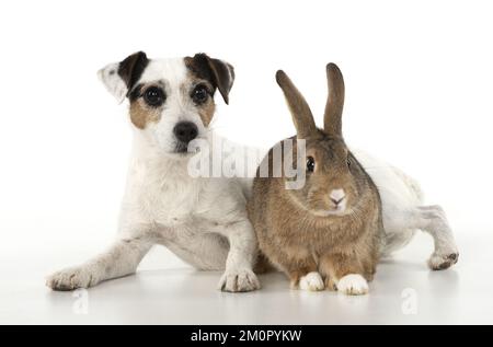 CHIEN. Parson Jack Russell avec lapin agouti. Banque D'Images