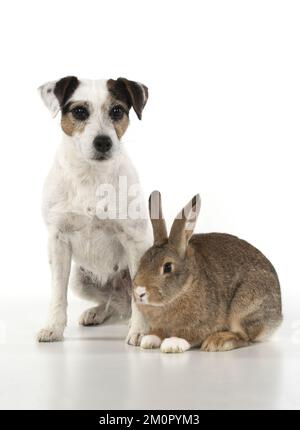 CHIEN. Parson Jack Russell avec lapin agouti. Banque D'Images