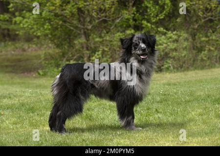 Chien de mouton pyrénéen Banque D'Images