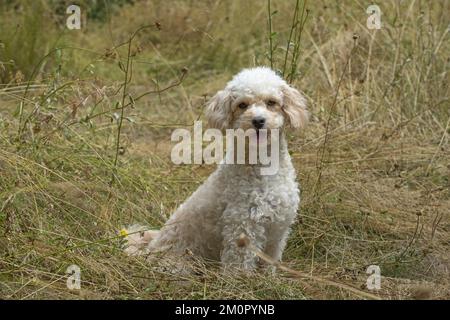 CHIEN. Cavapoo dans un pré ensoleillé Banque D'Images
