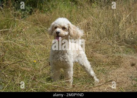 CHIEN. Cavapoo dans un pré ensoleillé Banque D'Images